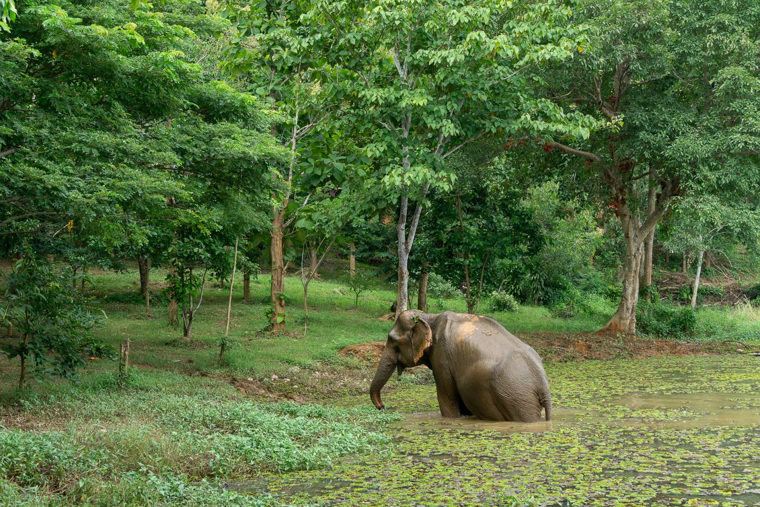 Elephant Conservation Center, Laos
